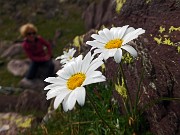 79 Margherite d'Alpe